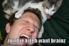 funny-pictures-zombie-kitten-cat.jpg