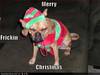 funny-dog-pictures-grumpy-dog-wishes-you-a-merry-christmas.jpg