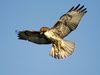 red-tailed-hawk_681_600x450.jpg