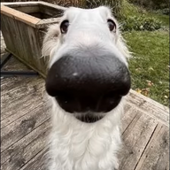 Foam Apprentice