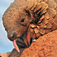 Pangolin