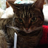 chewychaircat