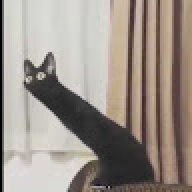 Owlzzy