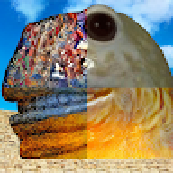 Gek