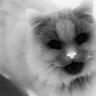 Ted